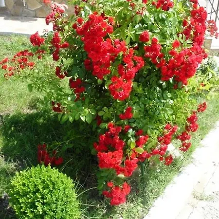 Evans Kosharitsa